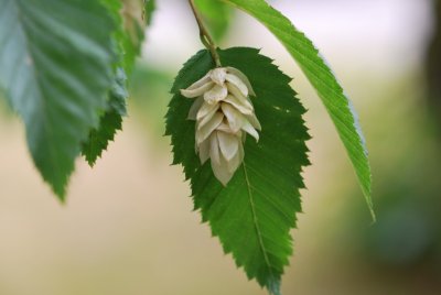 Ostrya carpinifolia - habrovec habrolistý - zrající plod a list